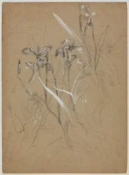 植物研究、1859年6月30日（黄褐色の紙に黒鉛と中国の白）